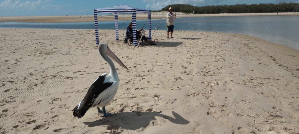 caloundra pelican